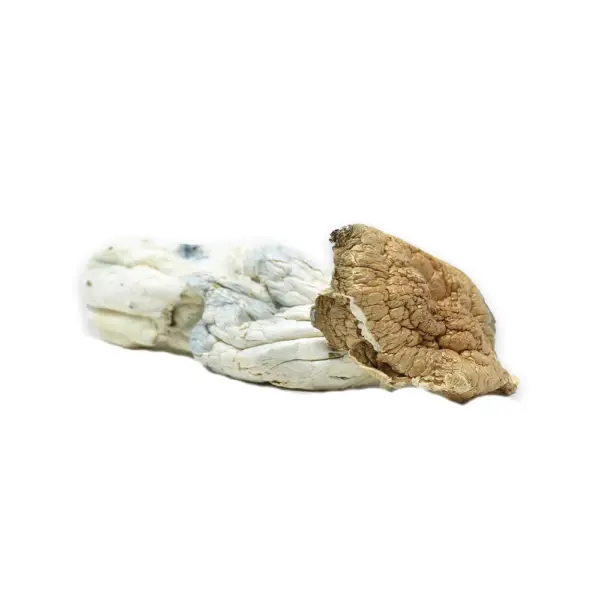 Choda - SS Psychedelic Mushrooms